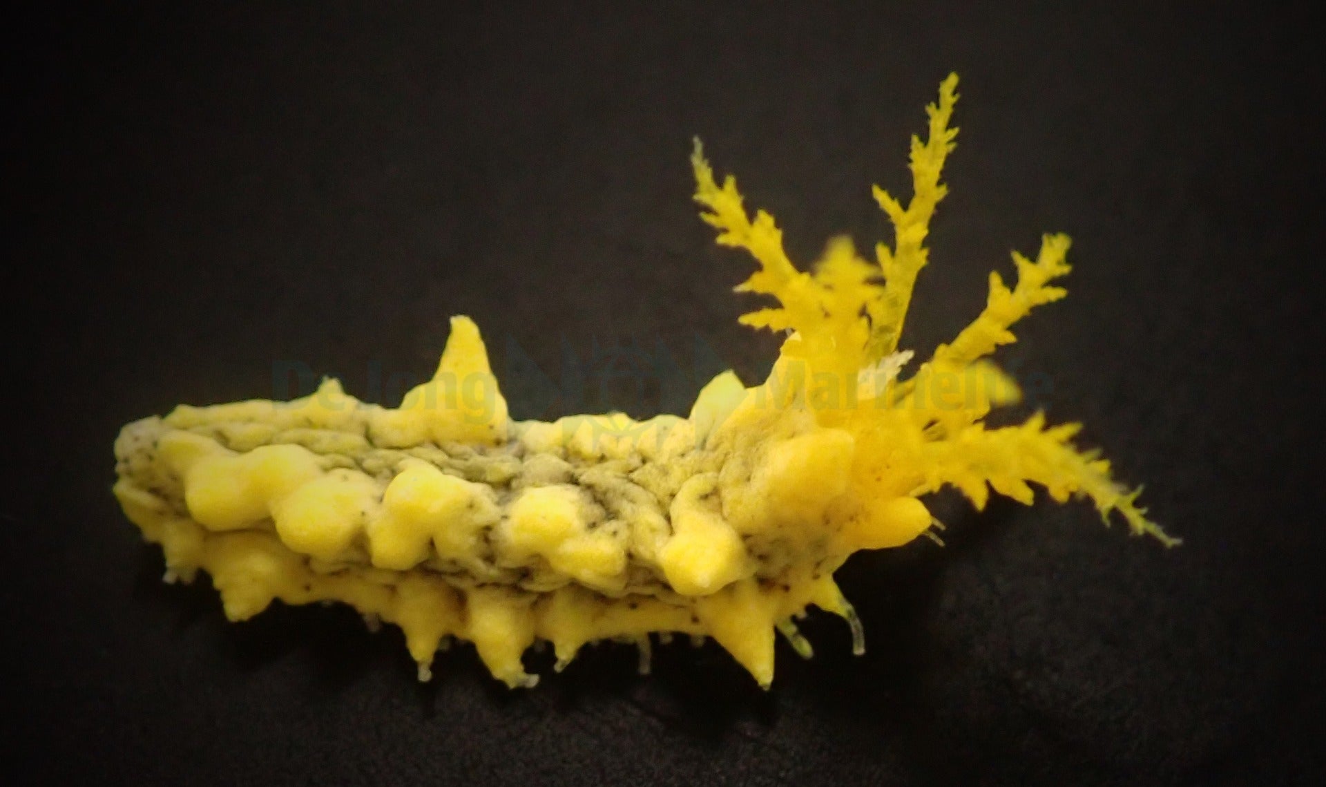 Colochirus robustus