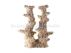 Colum Wide 2 Branches - 30 cm