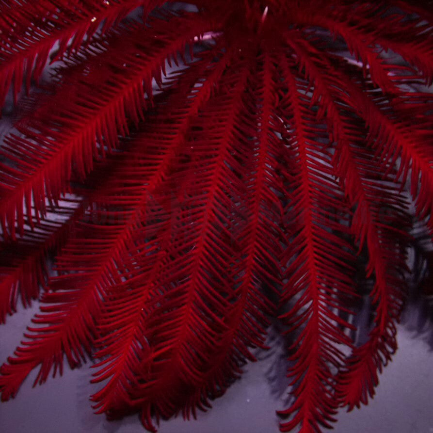 Comatula spp. (Bright Red)
