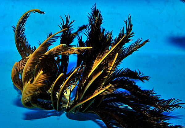 Comatula spp. (Black-Yellow)
