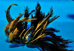 Comatula spp. (Black-Yellow)