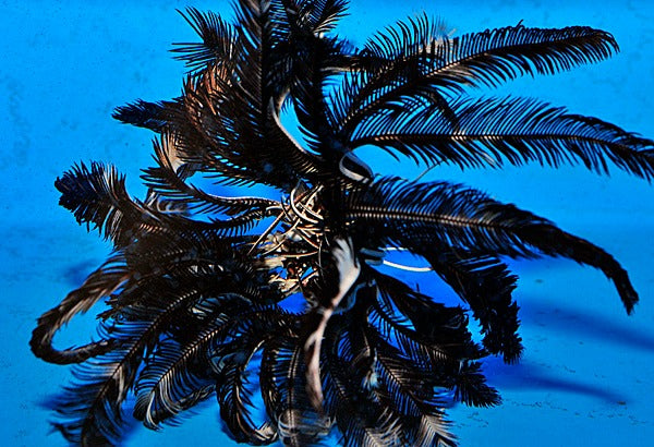 Comatula spp. (Black-White)