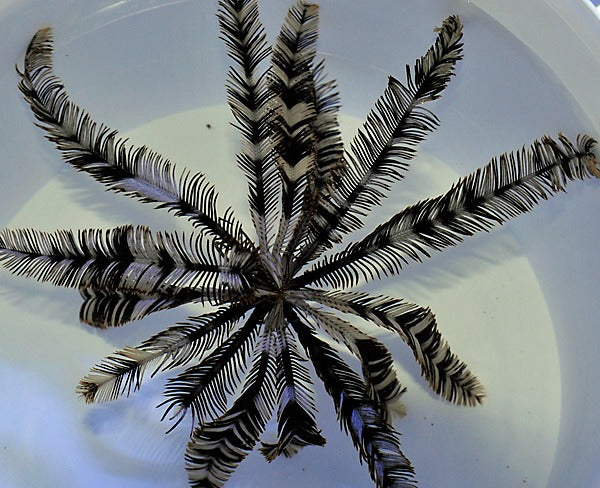 Comatula spp. (Black-White)