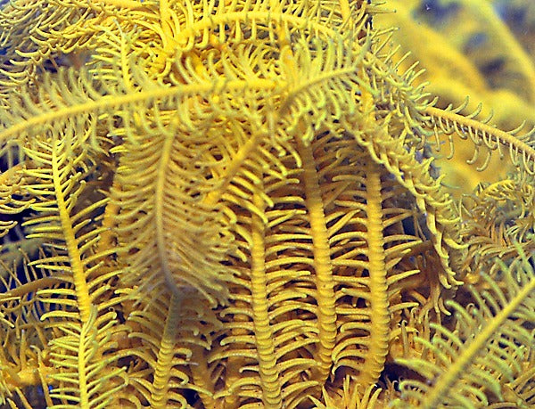 Comatula spp. (Bright Yellow)