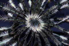 Comatula spp. (Colored)