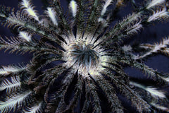 Comatula spp. (Colored)