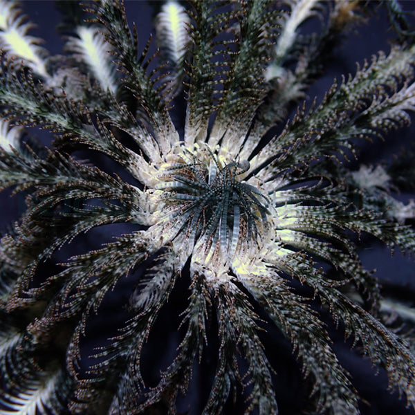 Comatula spp. (Colored)