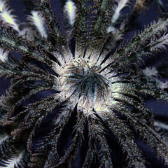 Comatula spp. (Colored)