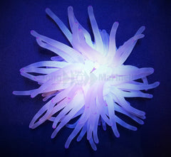Condylactis gigantea (Pink tip)