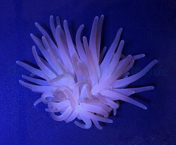Condylactis gigantea