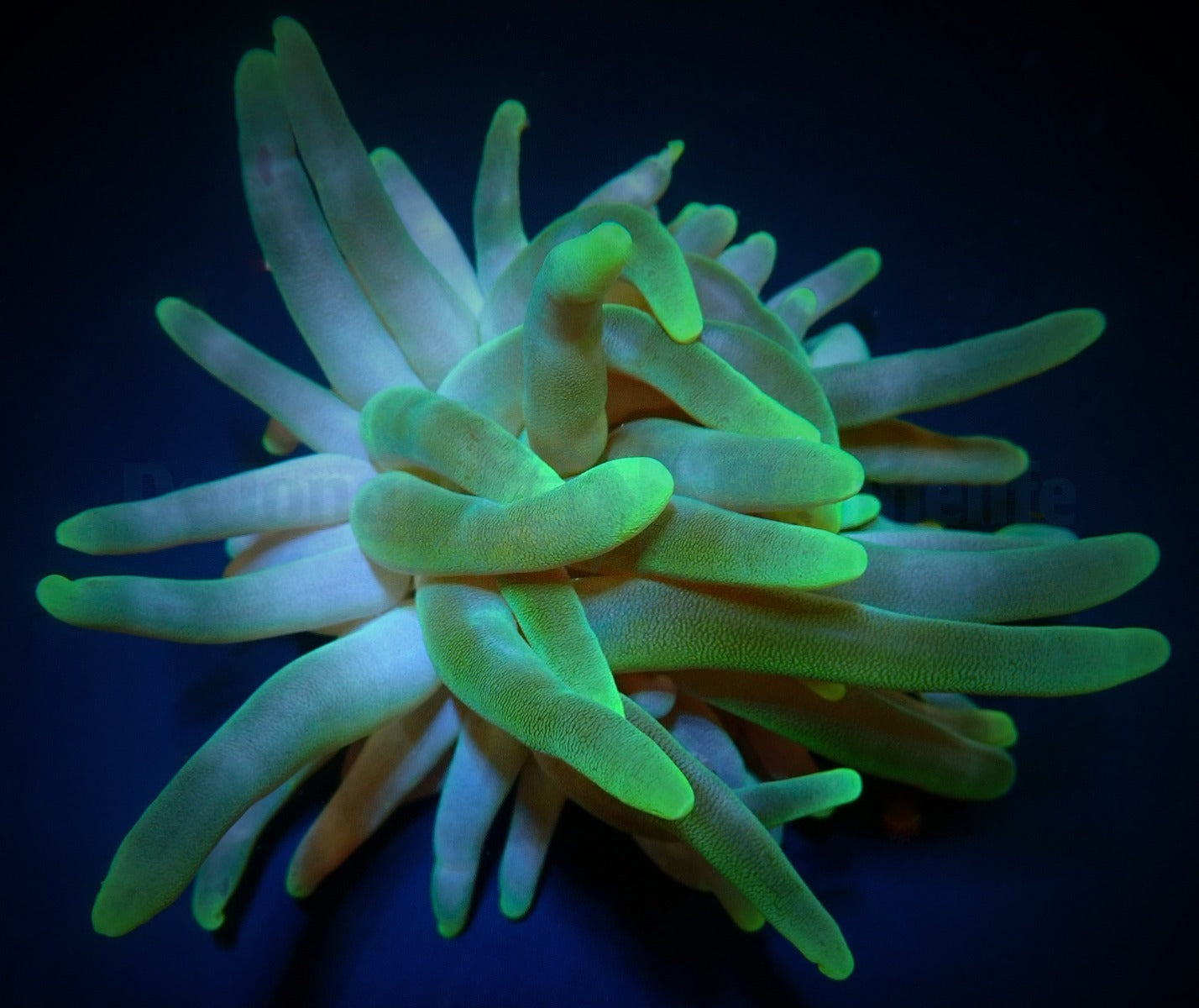 Condylactis gigantea (Green)