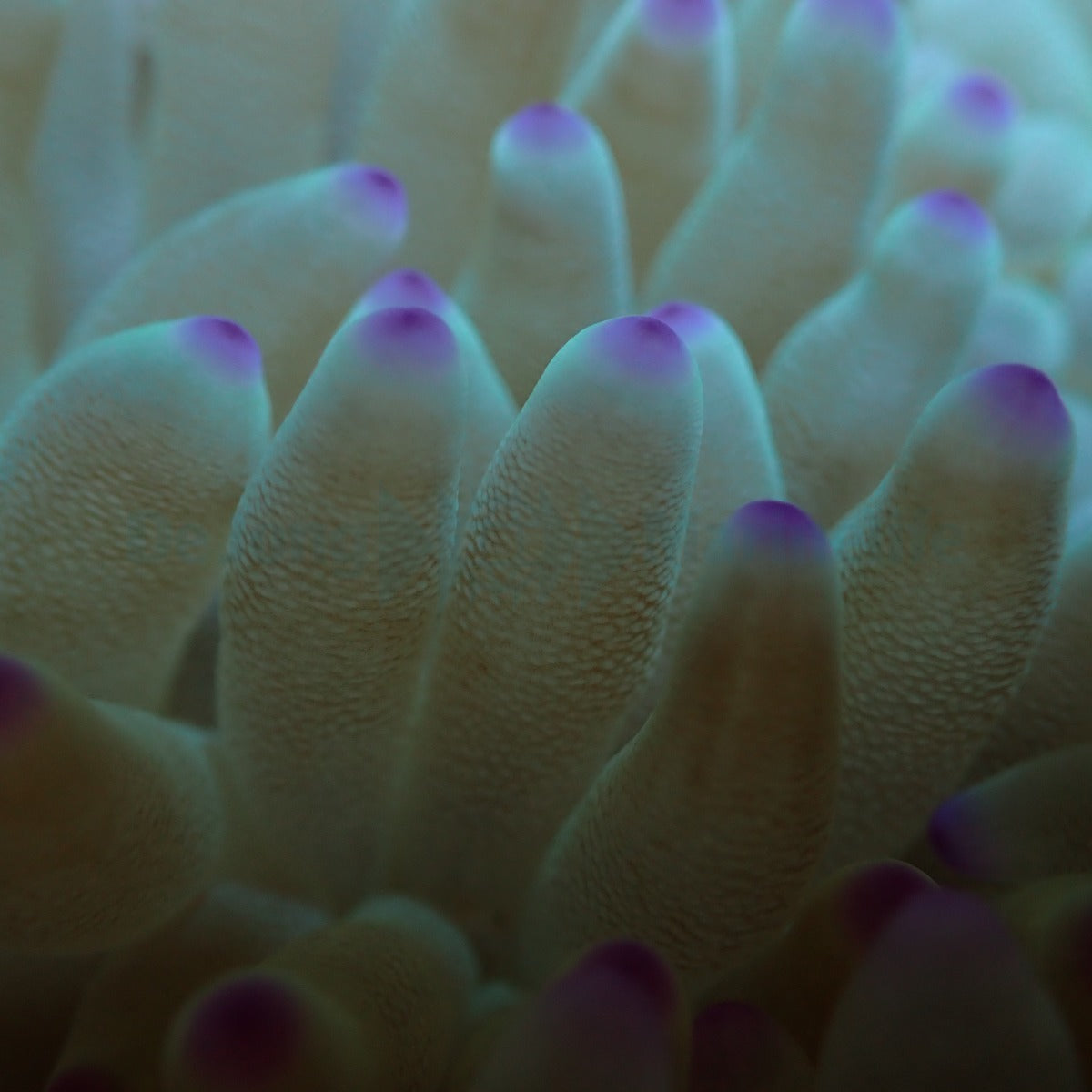 Condylactis gigantea (Pink tip)