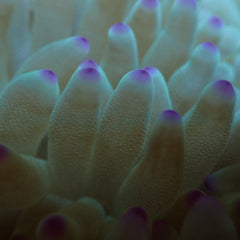 Condylactis gigantea (Pink tip)
