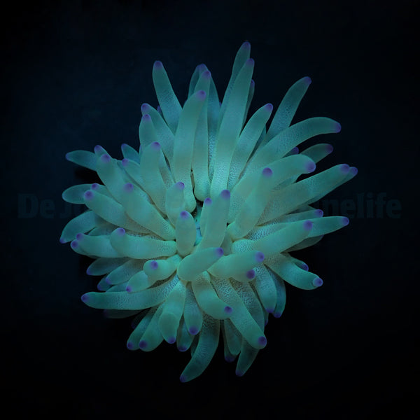 Condylactis gigantea (Pink tip)