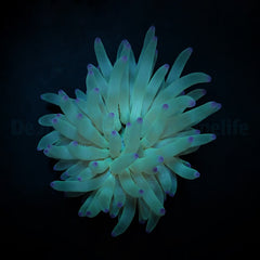 Condylactis gigantea (Pink tip)