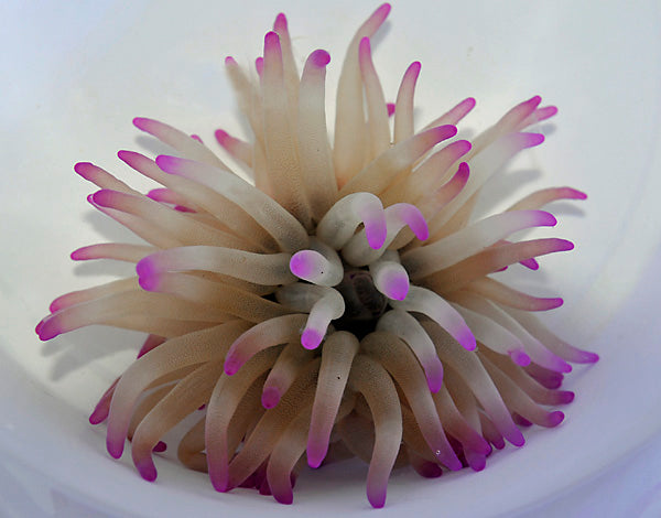 Condylactis gigantea (Pink tip)
