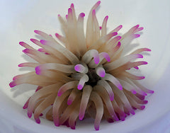 Condylactis gigantea (Pink tip)