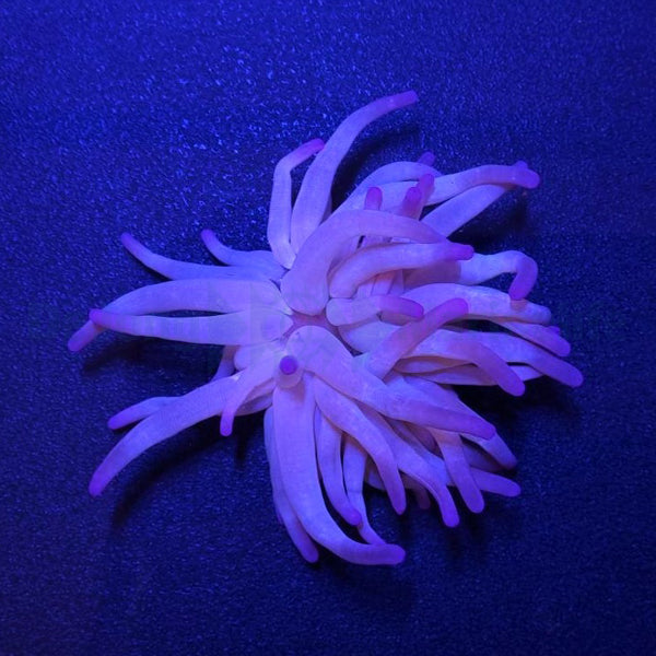 Condylactis gigantea (Purple)