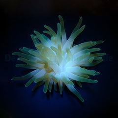 Condylactis gigantea
