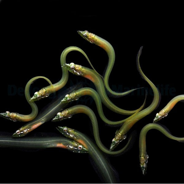 Congrogradus subducens - DJM Bred