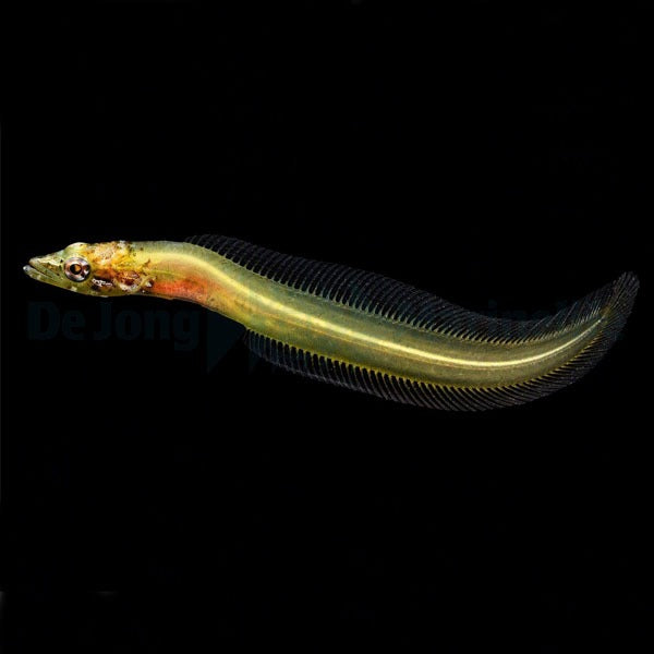 Congrogradus subducens - DJM Bred