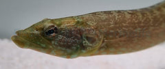 Congrogradus subducens