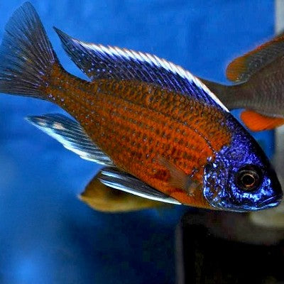 Copadichromis borleyi kadango red 4-5 cm
