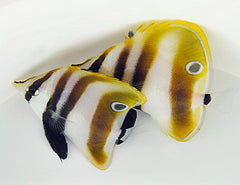 Coradion altivelis
