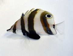 Coradion melanopus