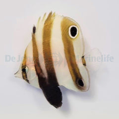 Coradion melanopus