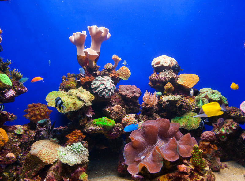 180-gallon gemengd rif — na 4 jaar