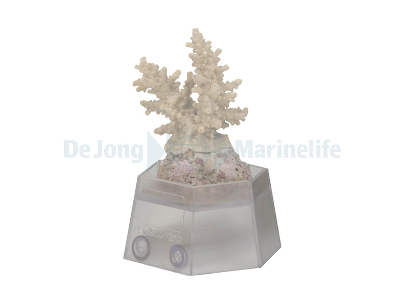 Coral holder