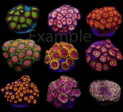 Coral pack - Zoanthus (Ultra) (frag) (10 pcs)