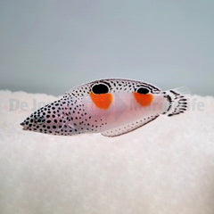 Coris aygula