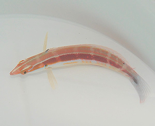 Coris caudimacula