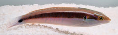Coris caudimacula
