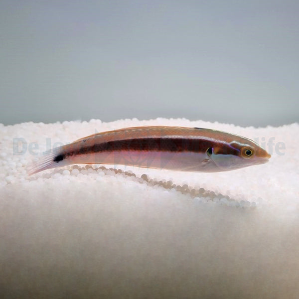 Coris caudimacula