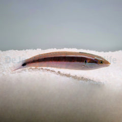 Coris caudimacula