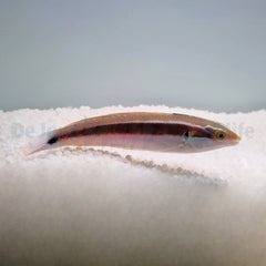 Coris caudimacula