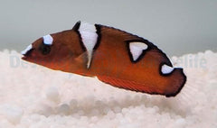Coris cuvieri