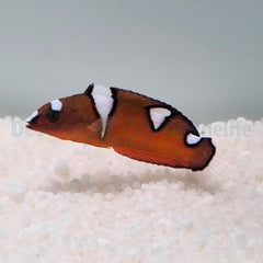 Coris cuvieri