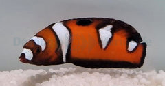 Coris formosa