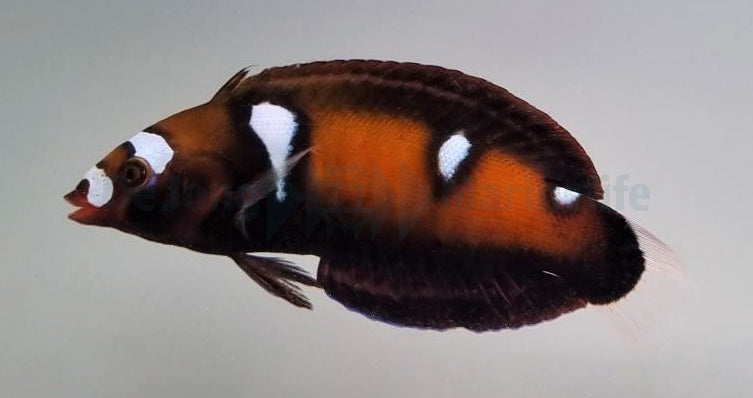 Coris formosa