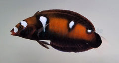 Coris formosa