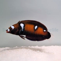 Coris formosa