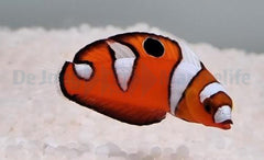 Coris formosa