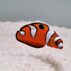Coris formosa