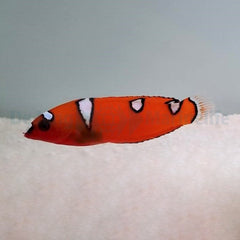 Coris gaimard