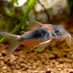 Corydoras aeneus   Pantsermeerval
