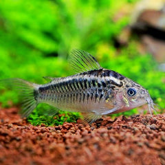 Corydoras elegans   Pantsermeerval M